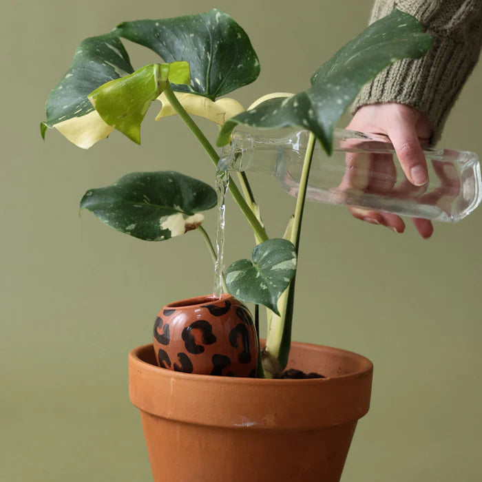 Olla - Léopard Macchiato