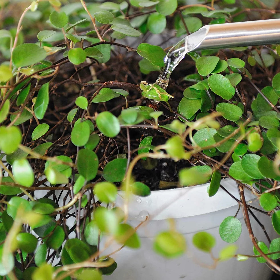 Solbac-Tabs contre les moucherons