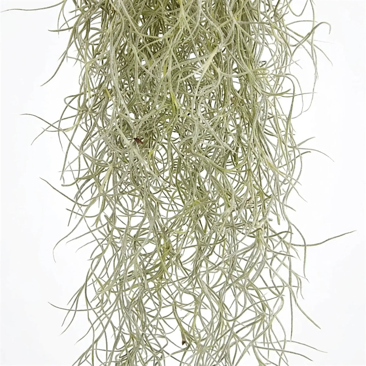 Tillandsia Usneoides XL