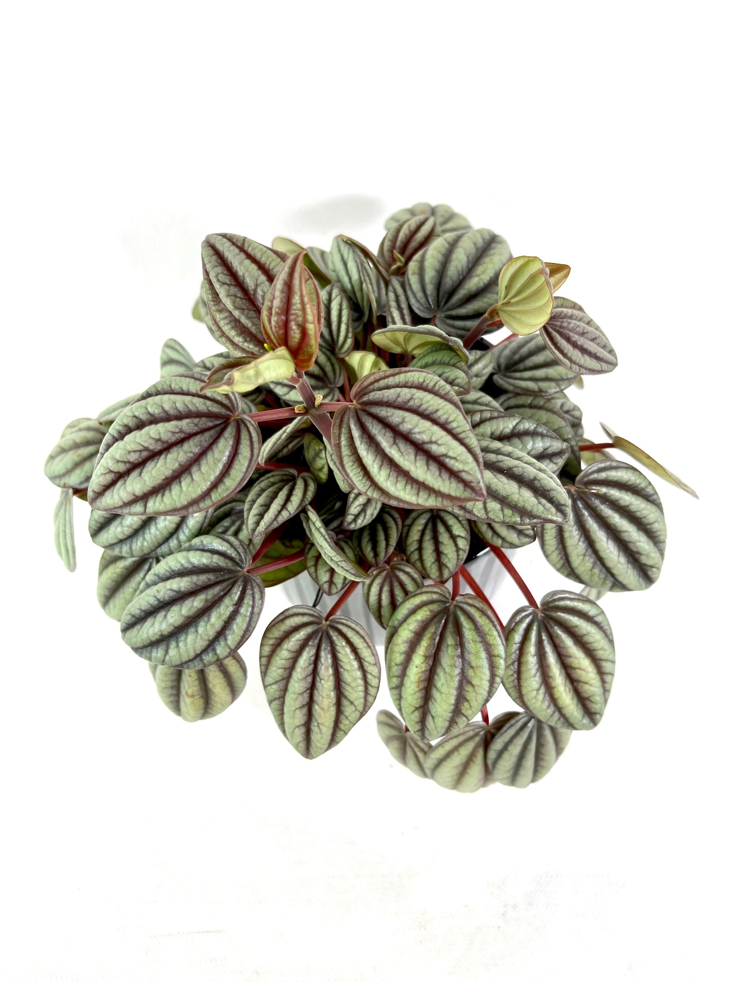 Peperomia Caperata ''Sunrise''