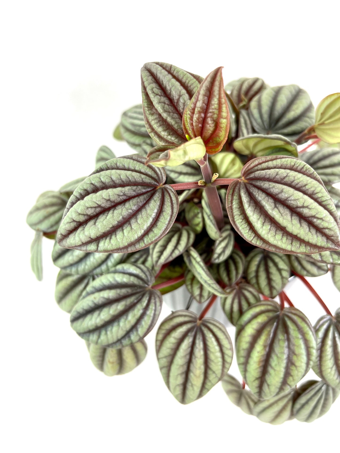 Peperomia Caperata ''Sunrise''