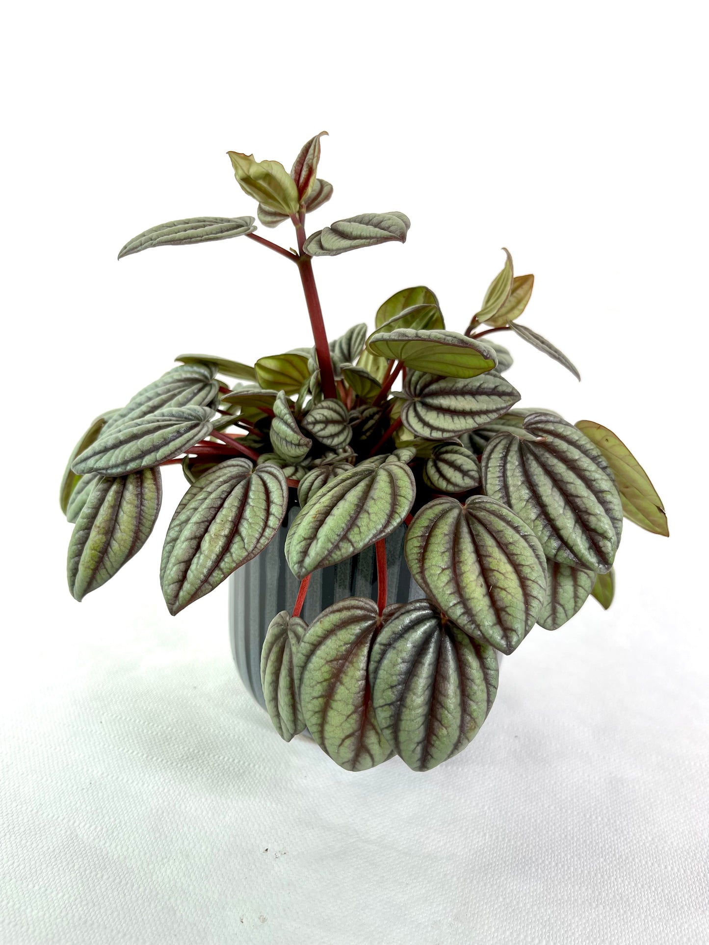 Peperomia Caperata ''Sunrise''