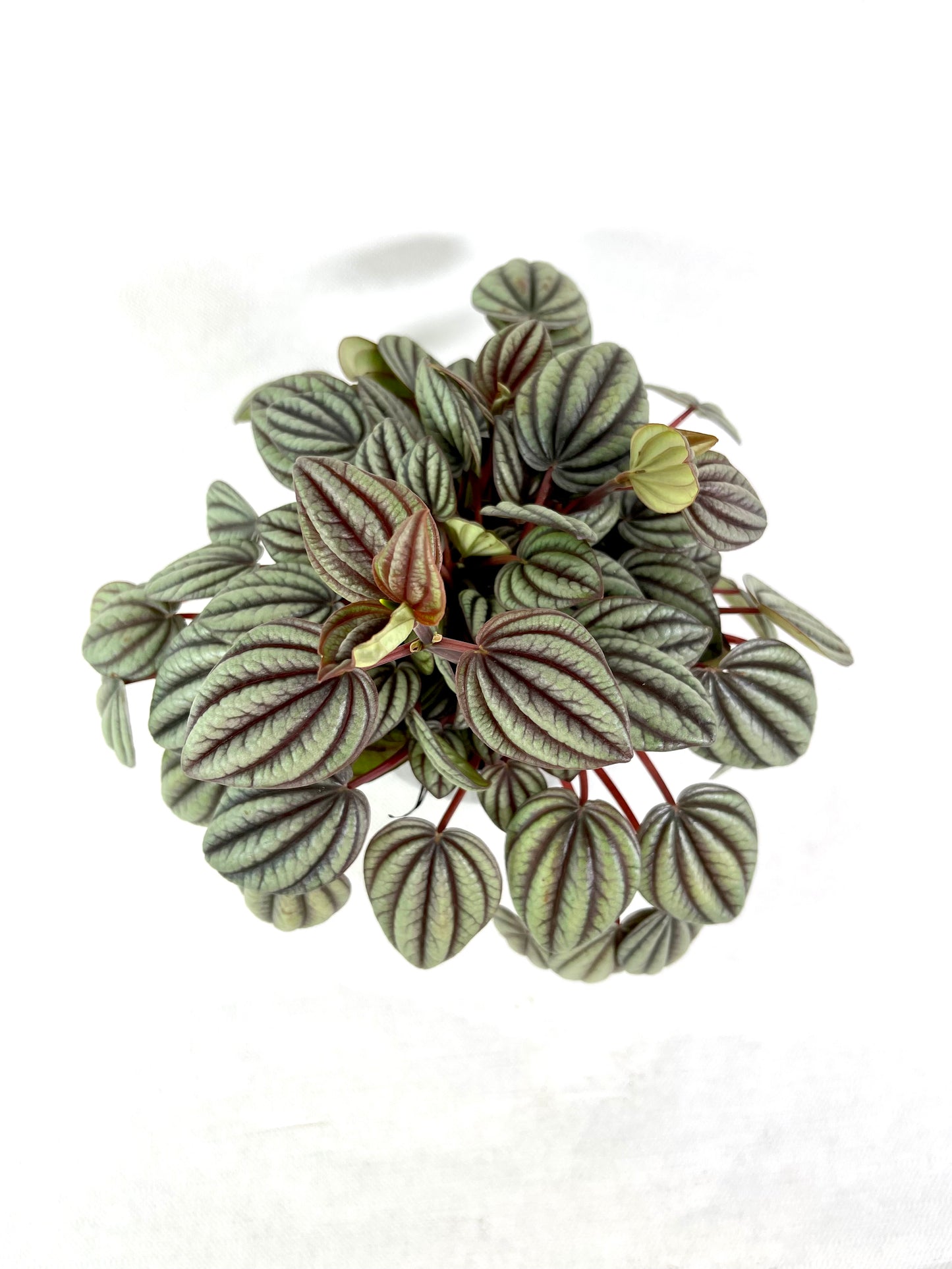 Peperomia Caperata ''Sunrise''