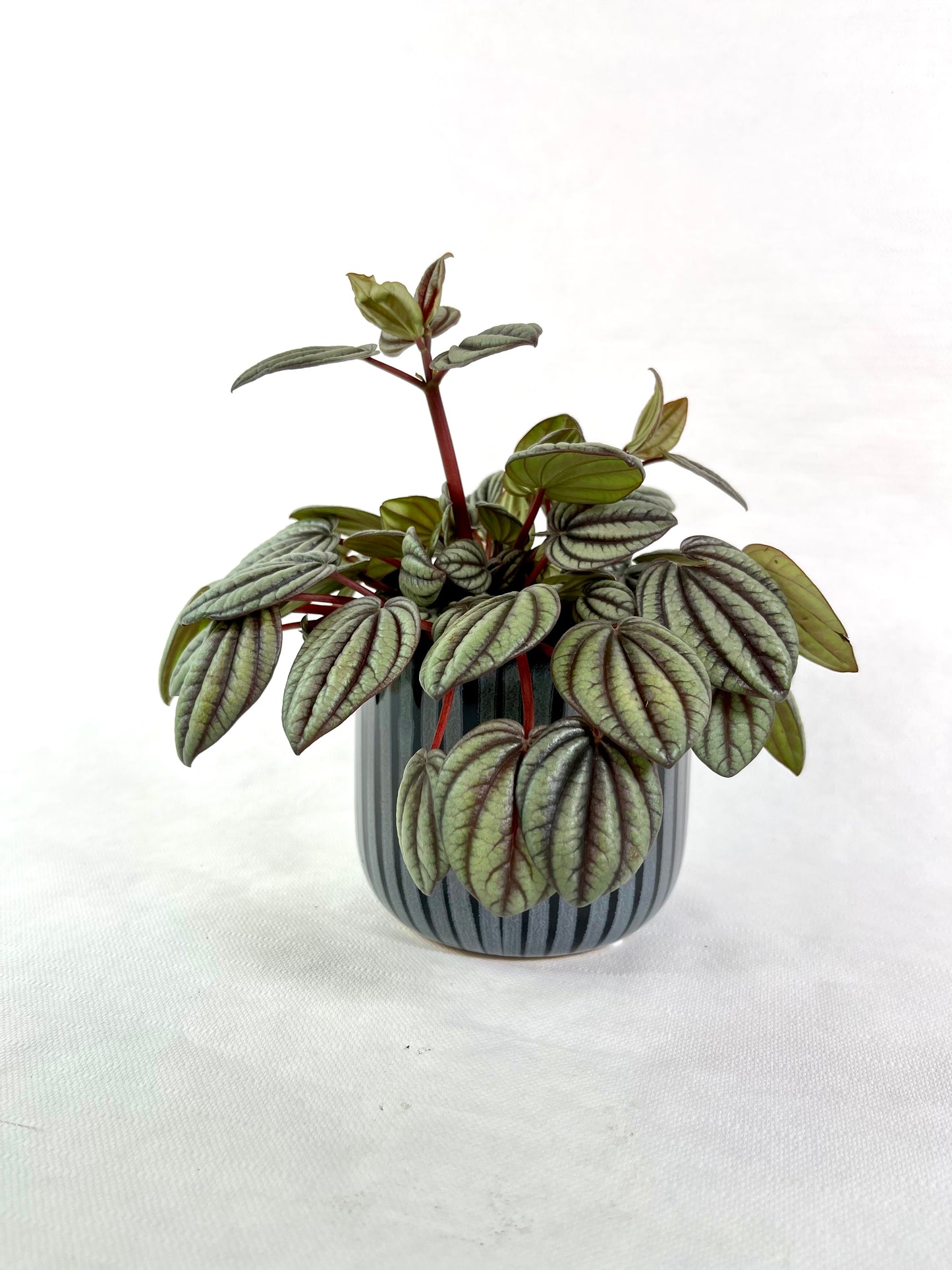 Peperomia Caperata ''Sunrise''