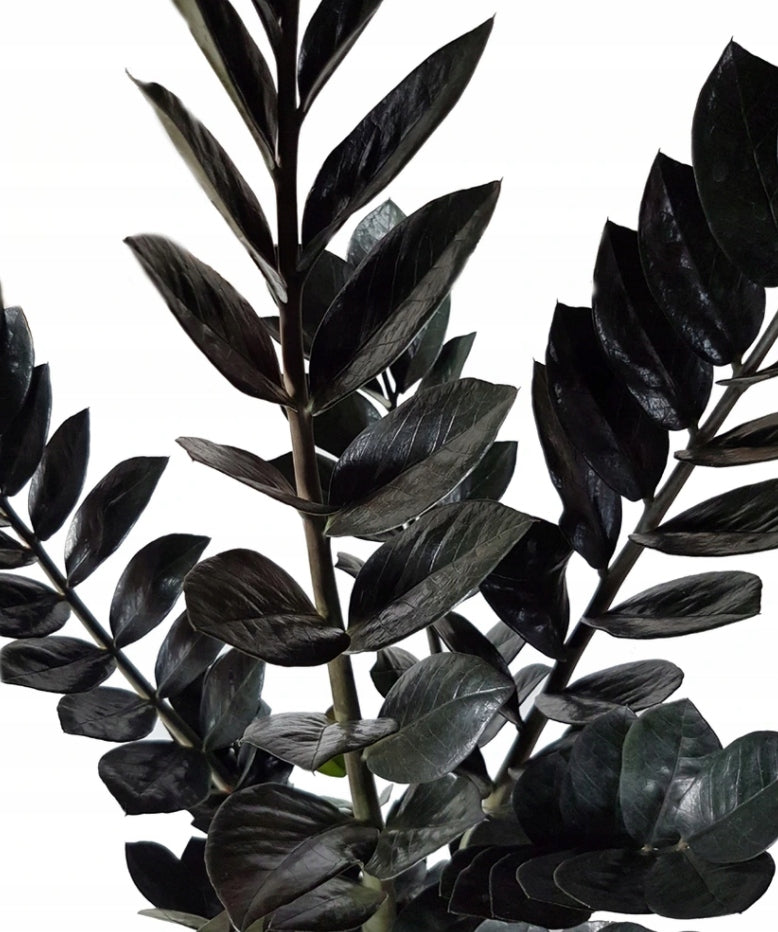 Zamioculcas Zamiifolia Raven