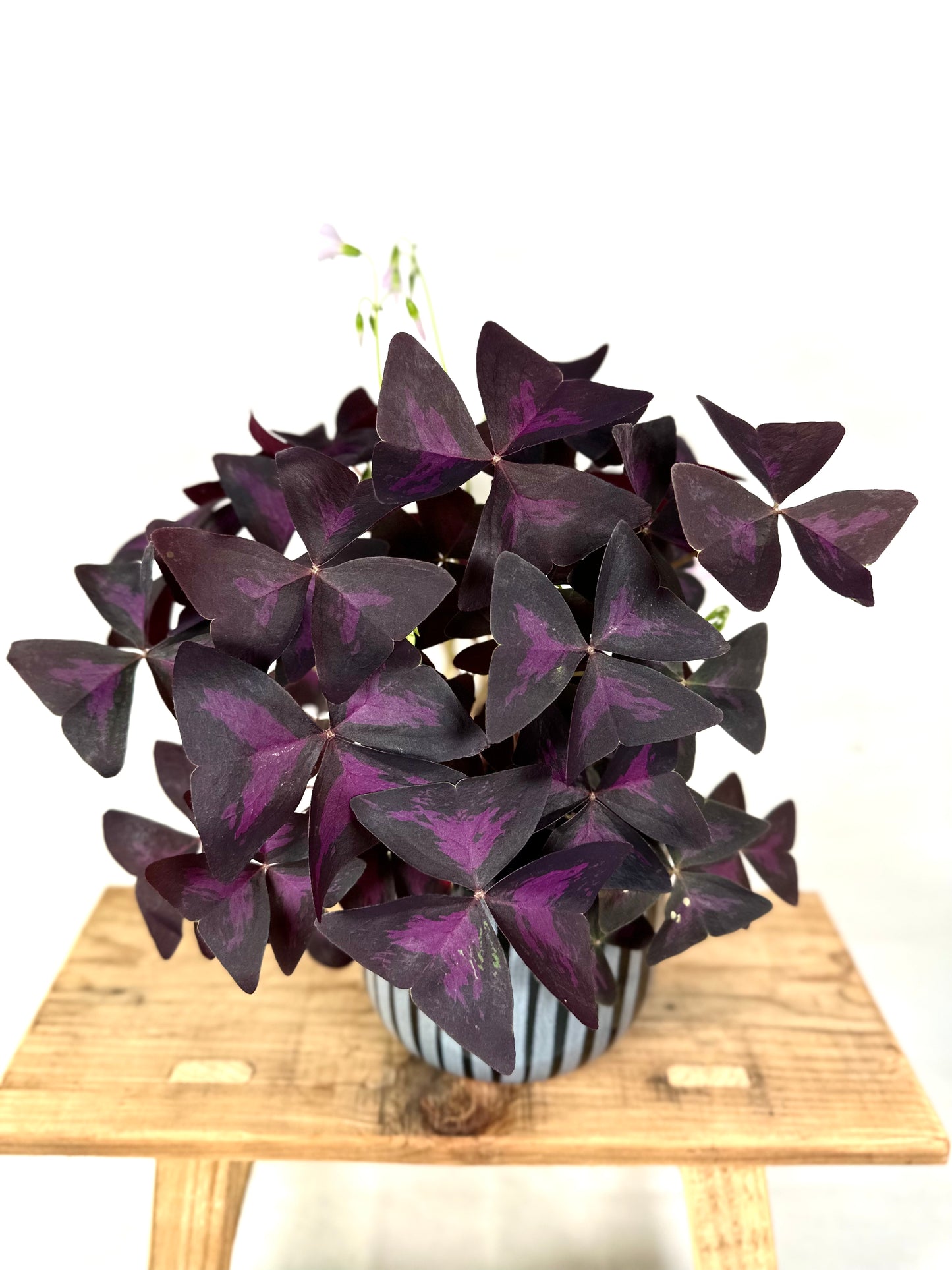 Oxalis Triangularis Pourpre