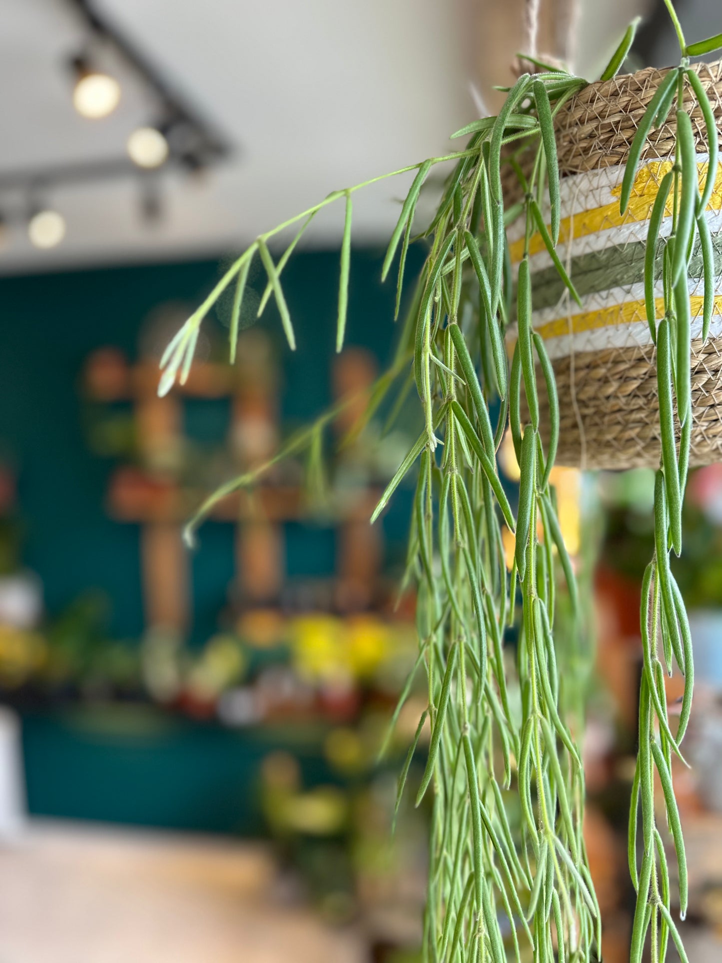 Hoya Linearis - suspension