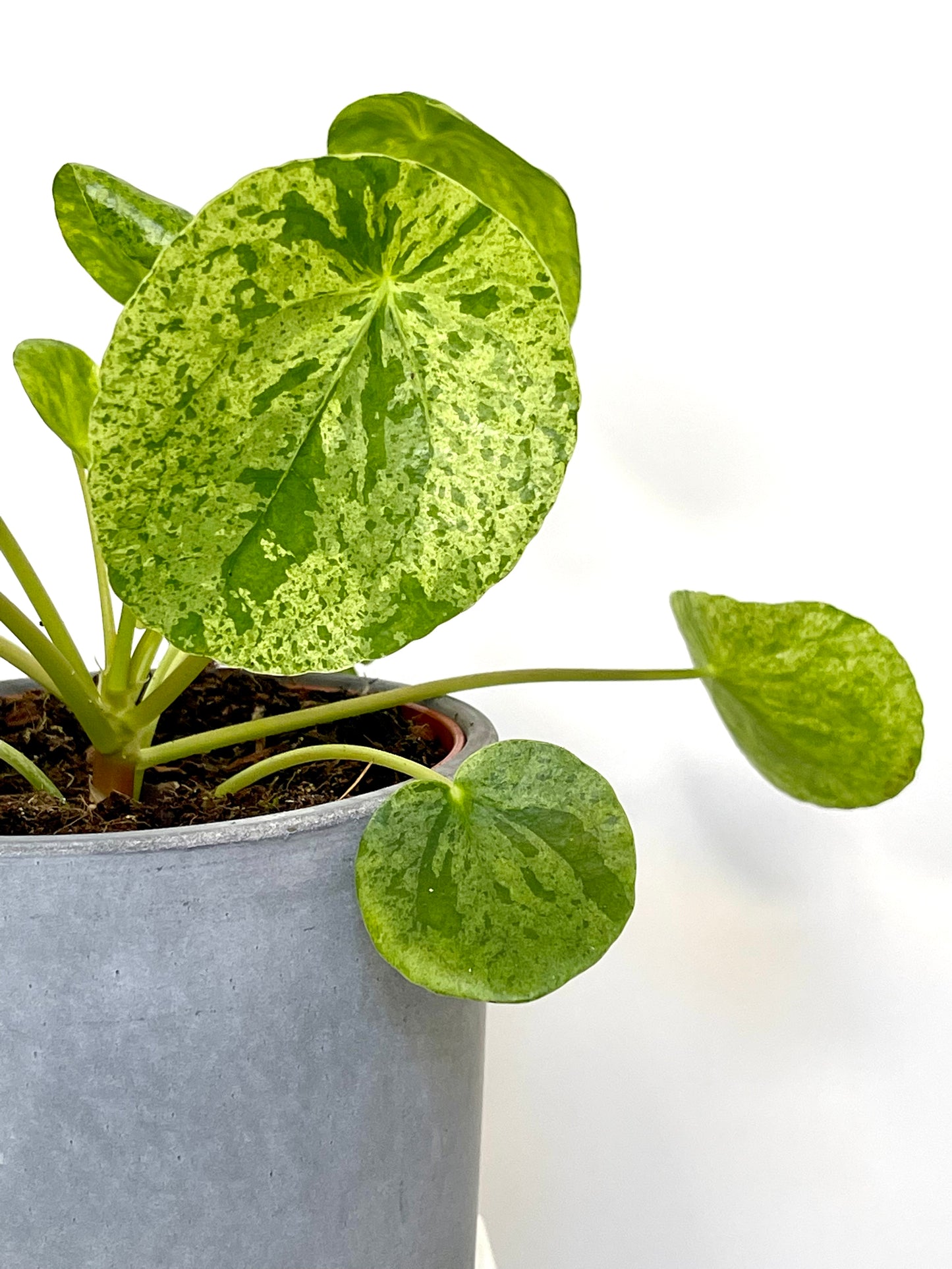 Pilea Mojito