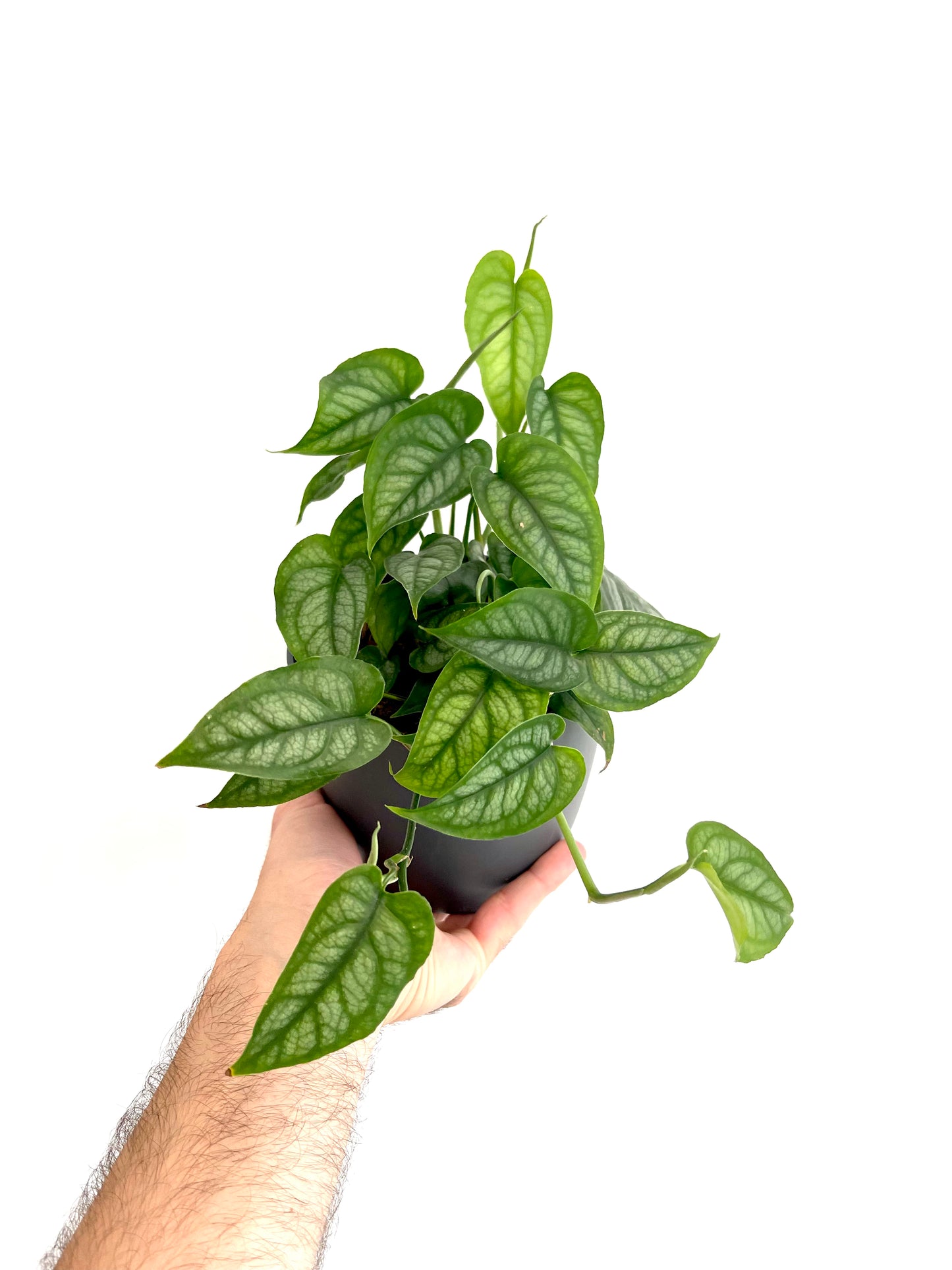 Monstera Siltepecana