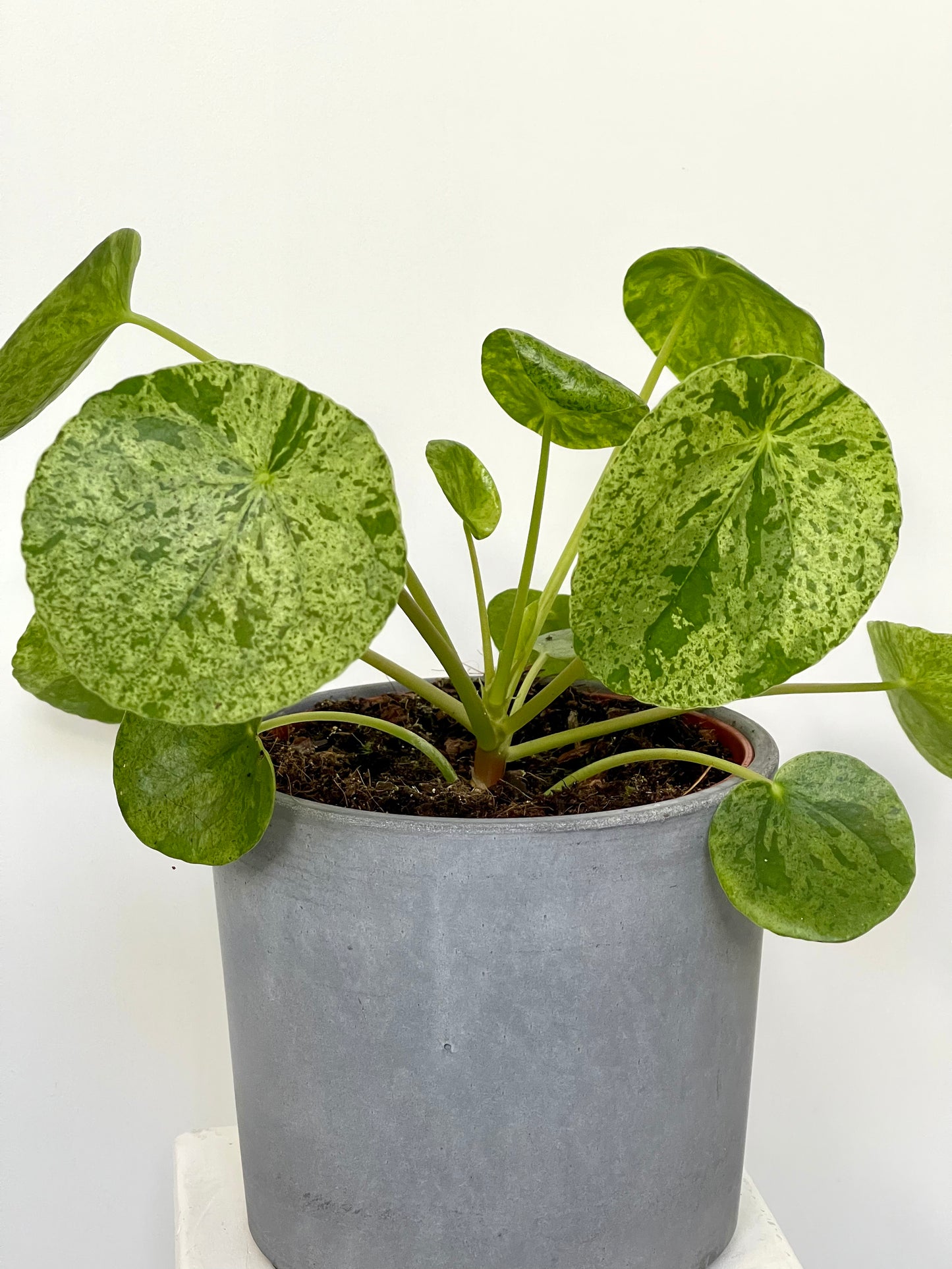 Pilea Mojito