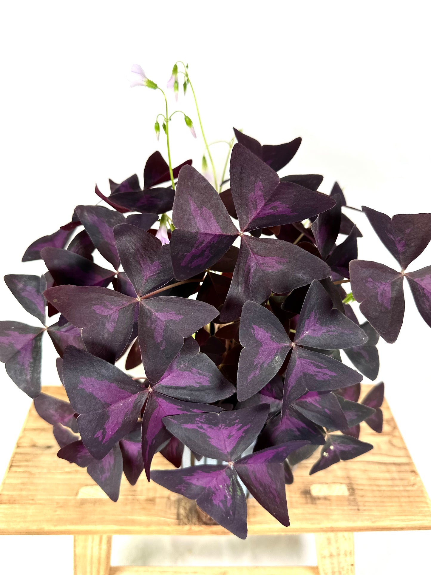 Oxalis Triangularis Pourpre