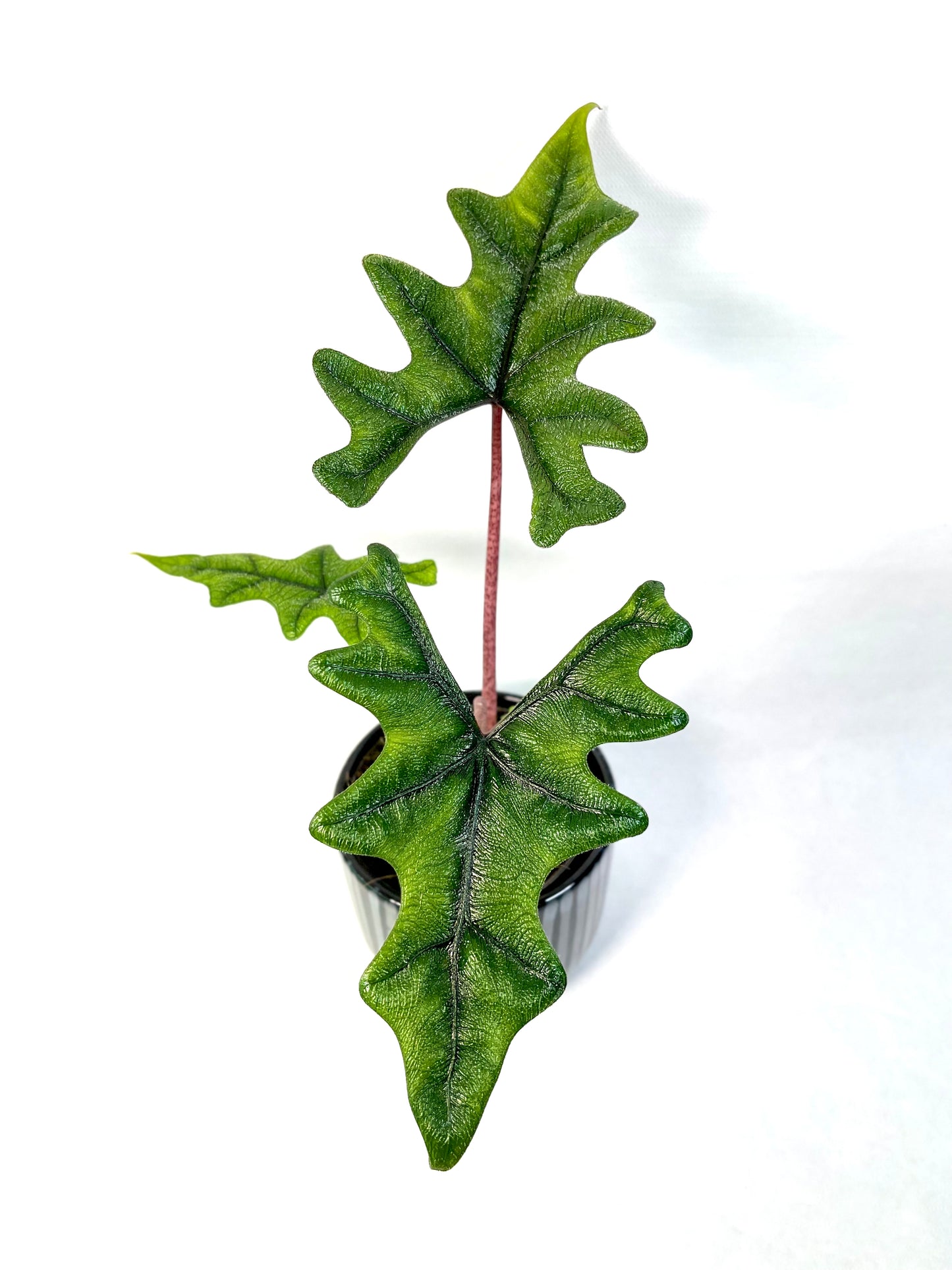 Alocasia Jacklyn