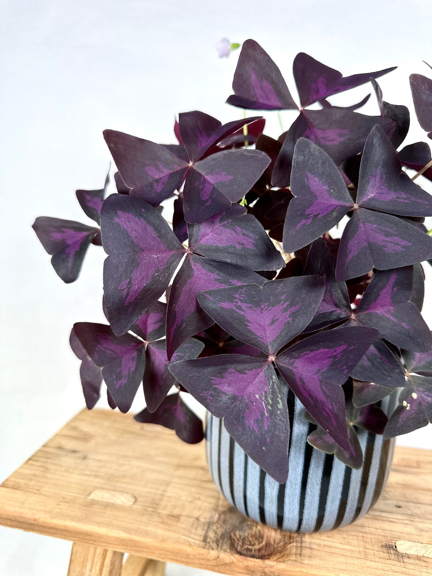 Oxalis Triangularis Pourpre