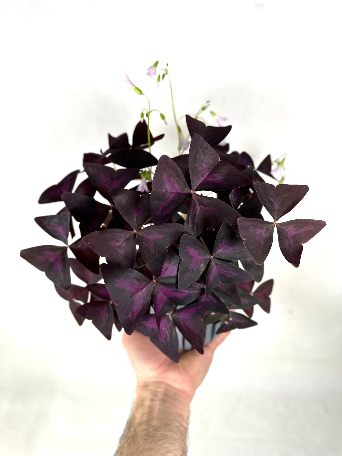 Oxalis Triangularis Pourpre