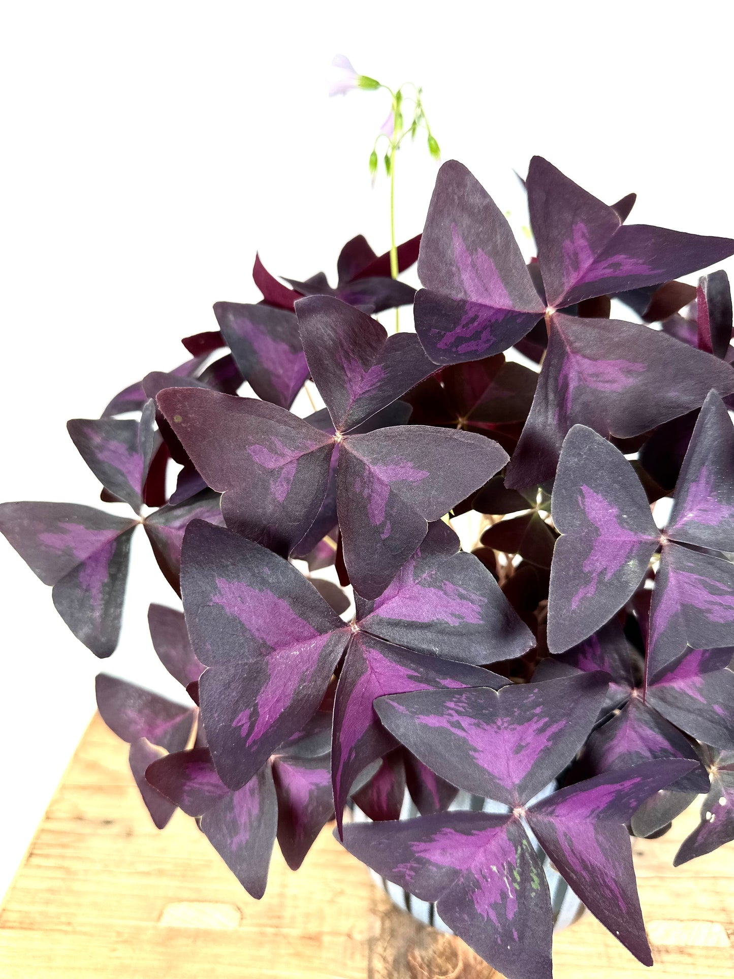 Oxalis Triangularis Pourpre
