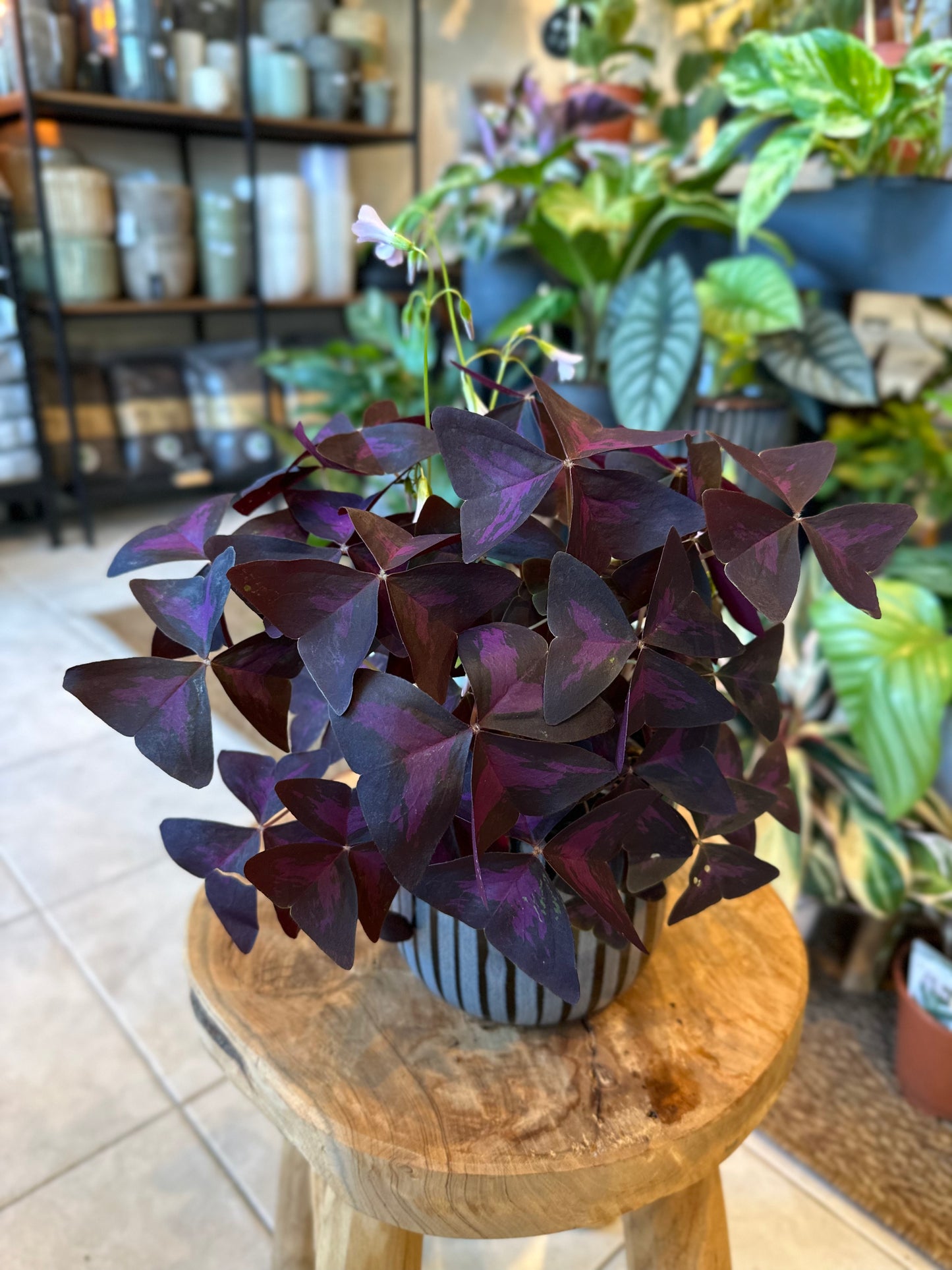 Oxalis Triangularis Pourpre