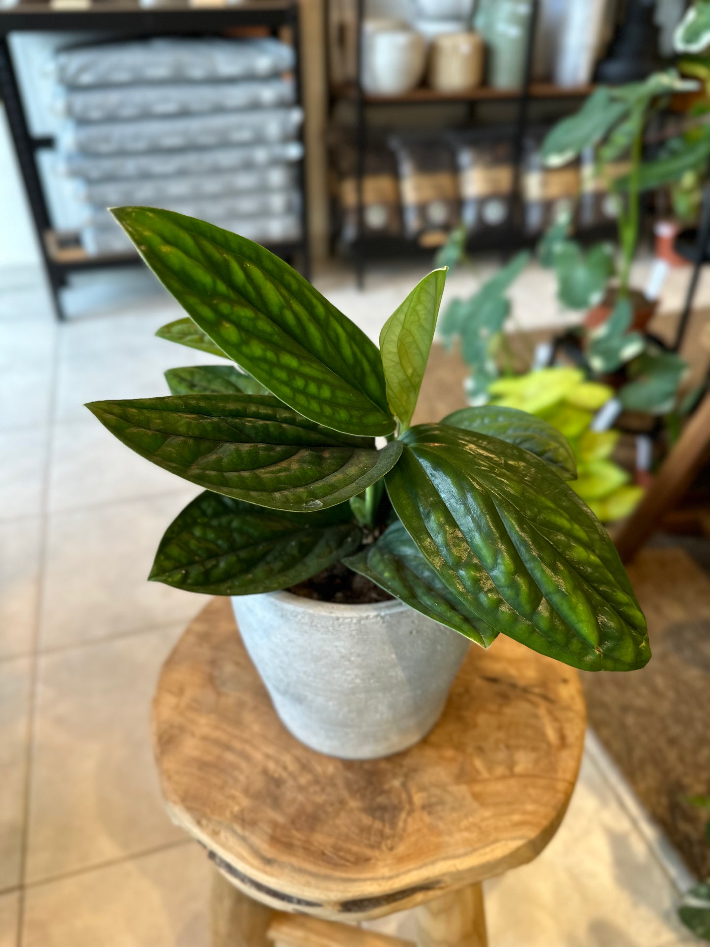 Epipremnum ''Marble Planet''