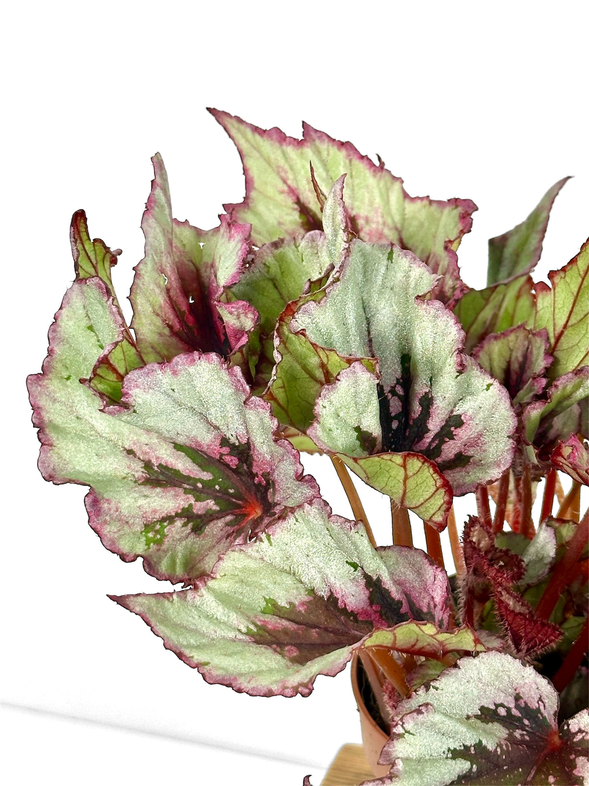Begonia Beleaf Evening Glow