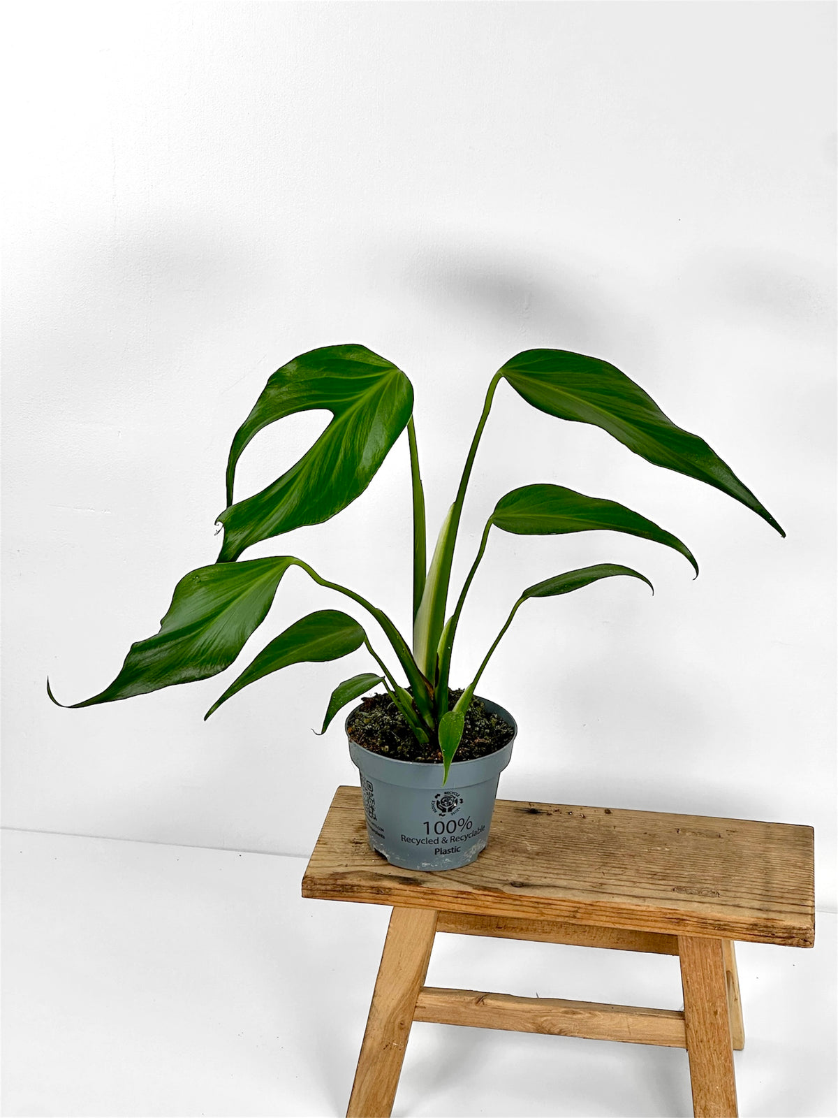 Monstera Burle Marx Flame