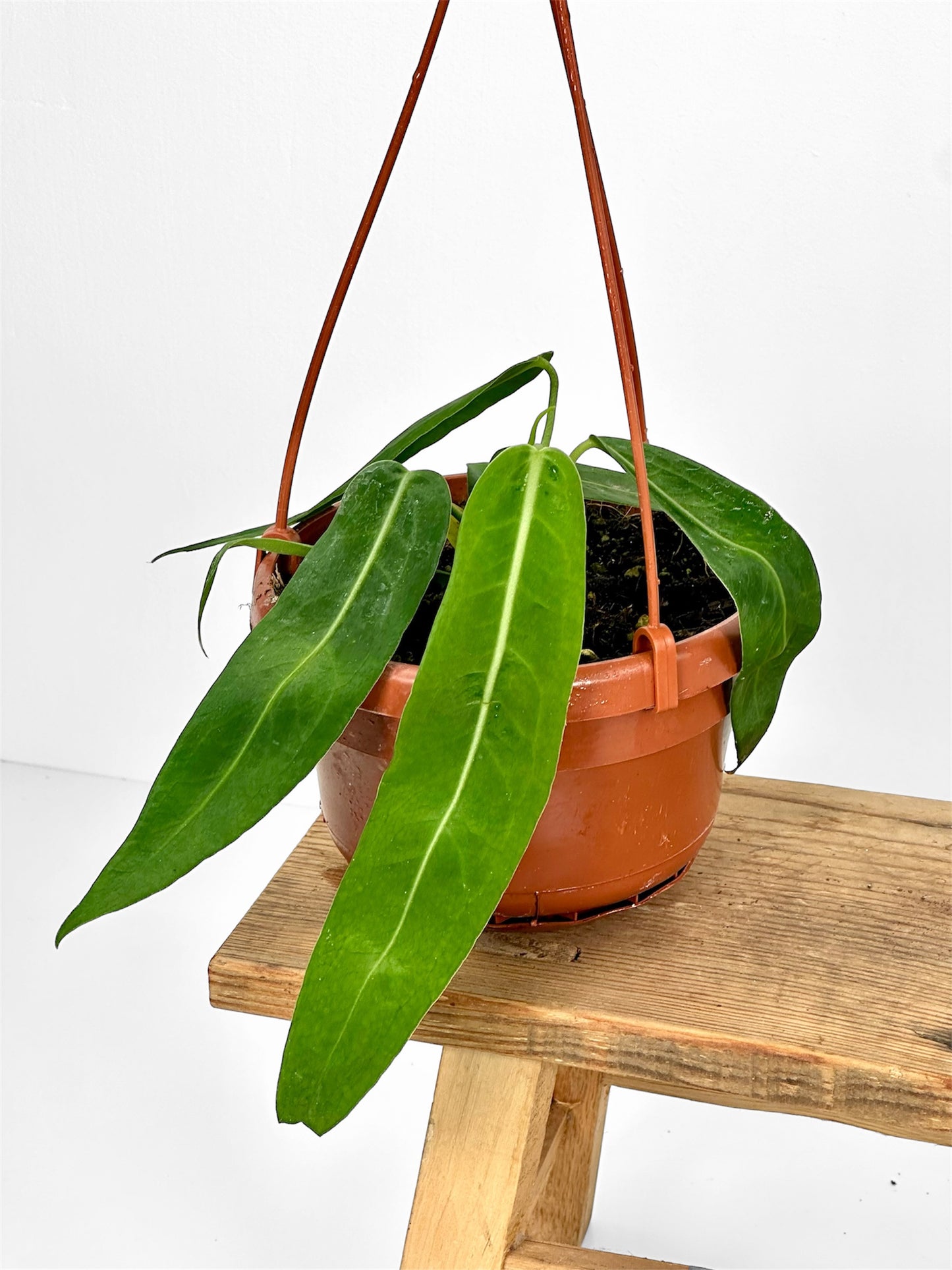 Anthurium Pallidiflorum - Suspension