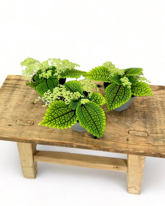 Pilea Moon Valley - Baby plant