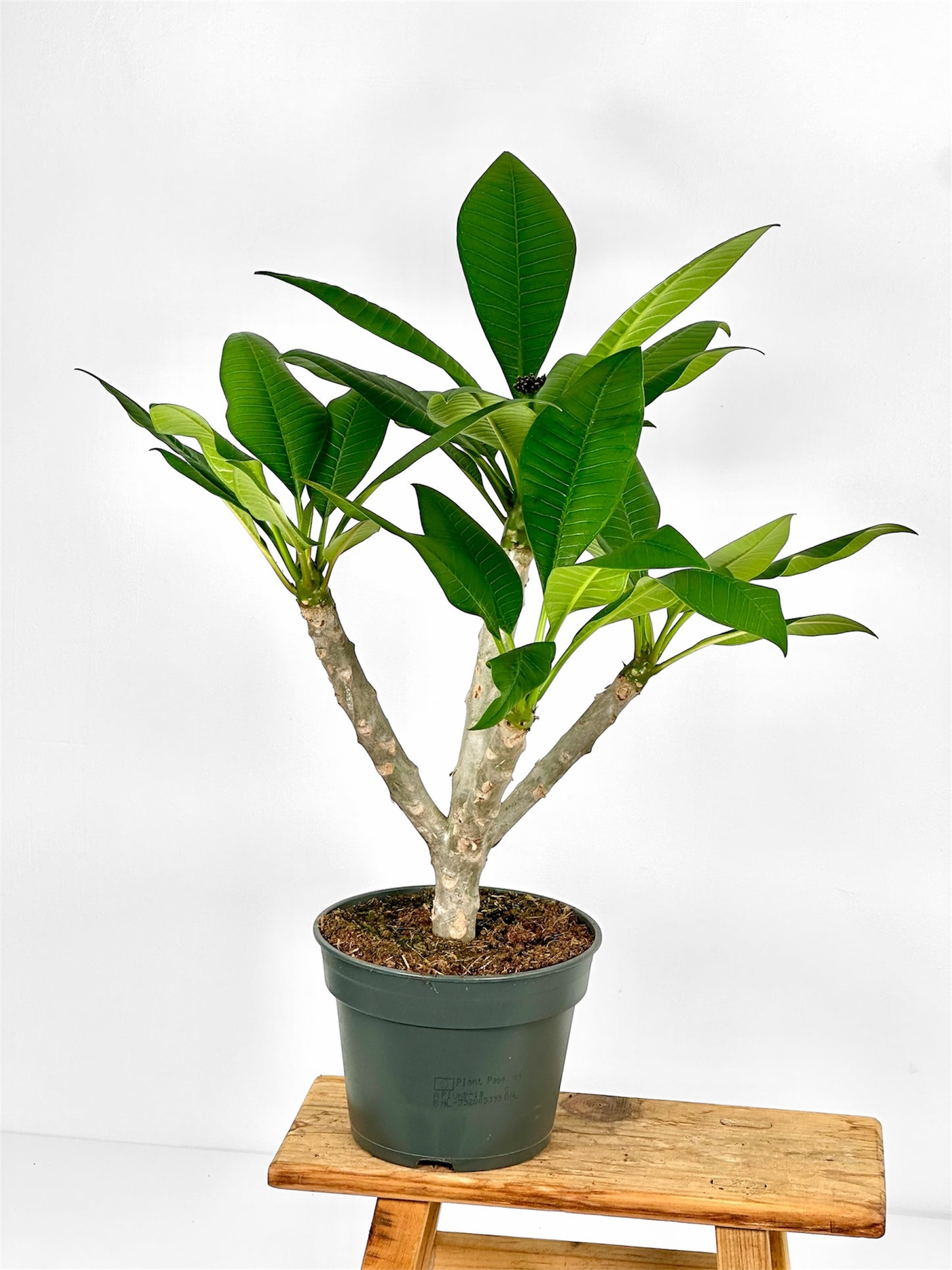 Plumeria - Frangipanier