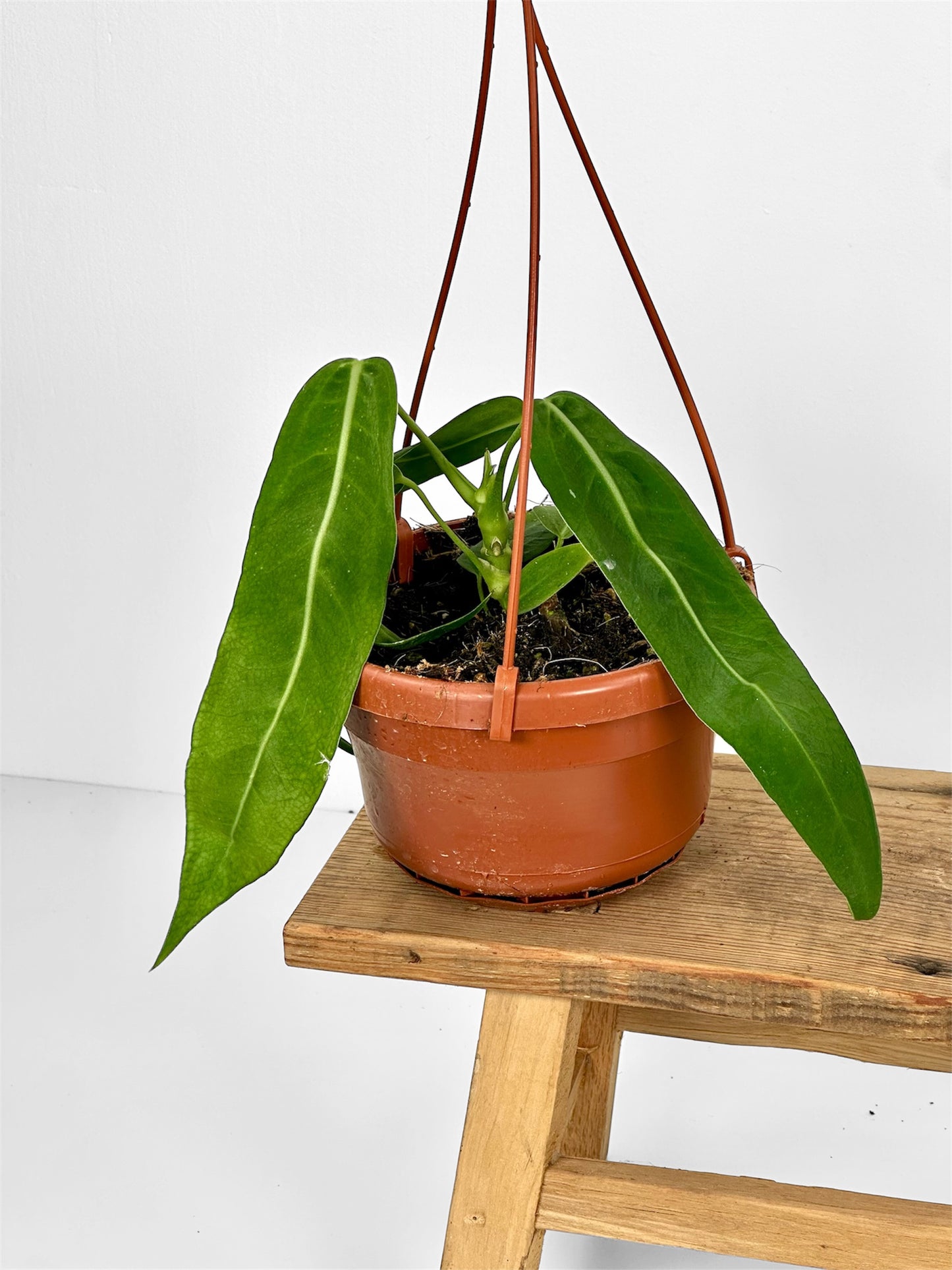Anthurium Pallidiflorum - Suspension