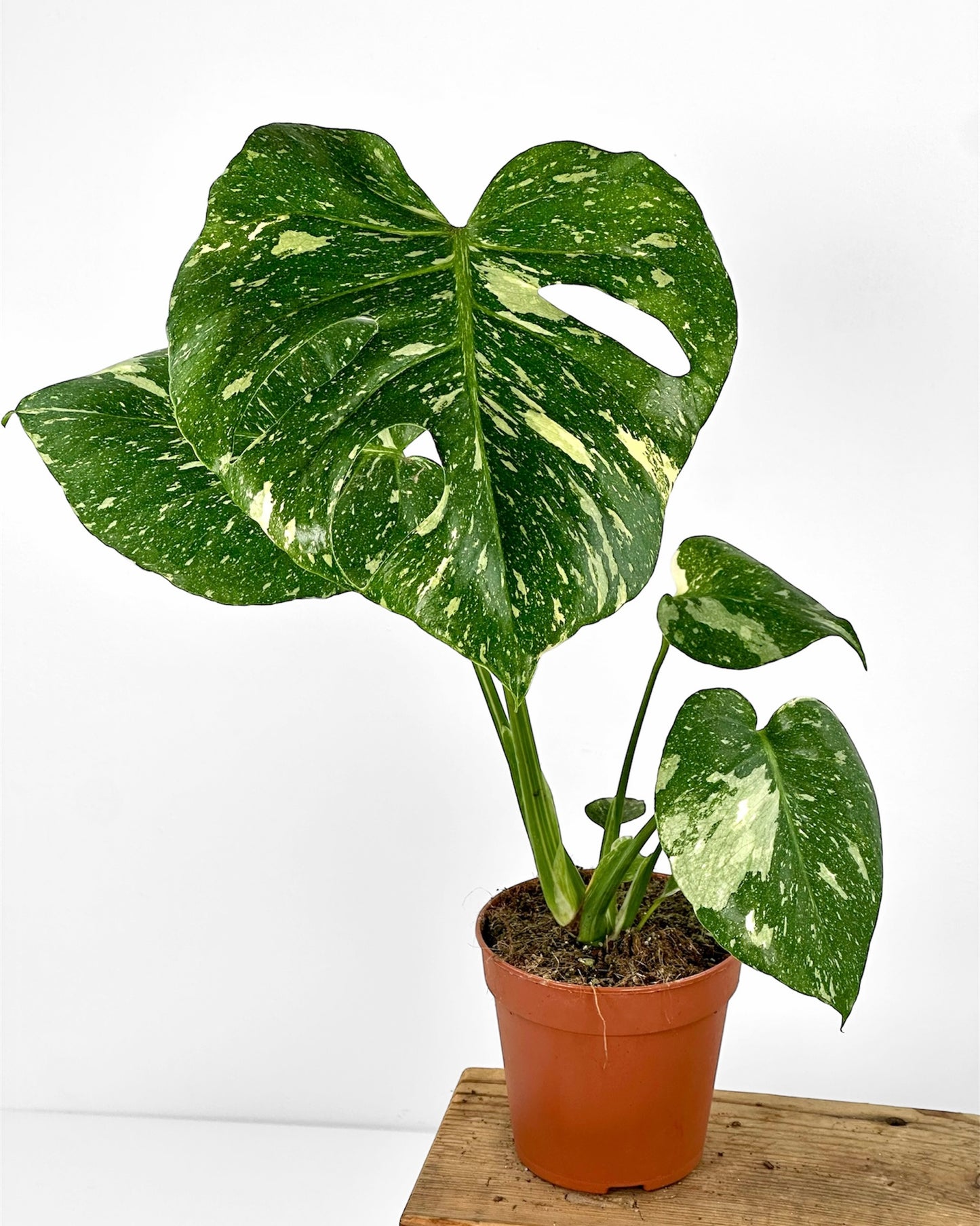 Monstera Thai Constellation - M