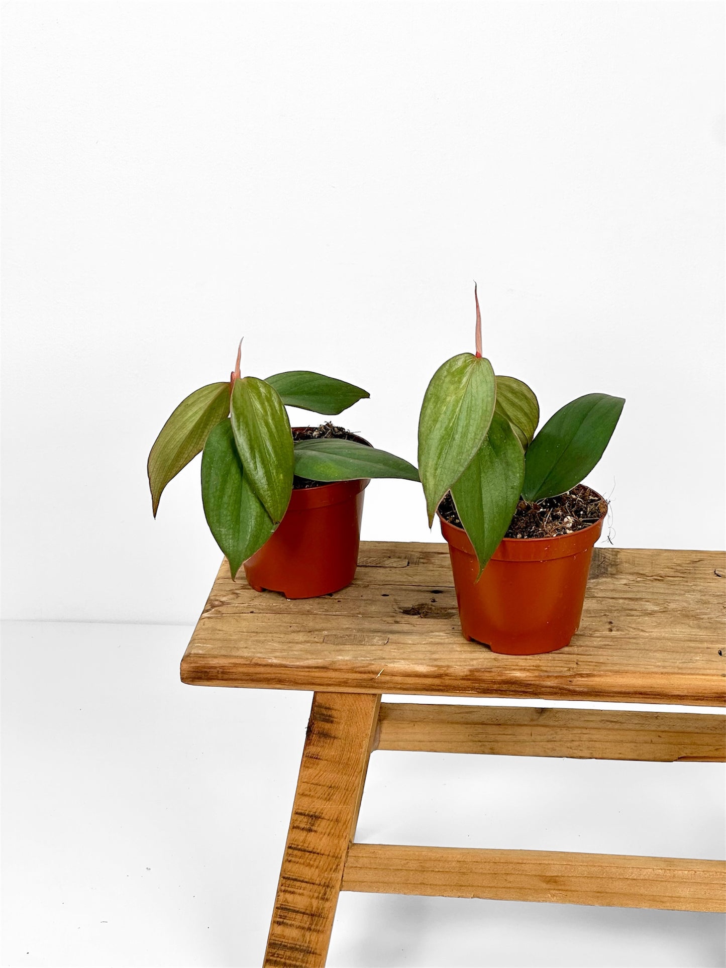 Philodendron Burle Marx Fantasy