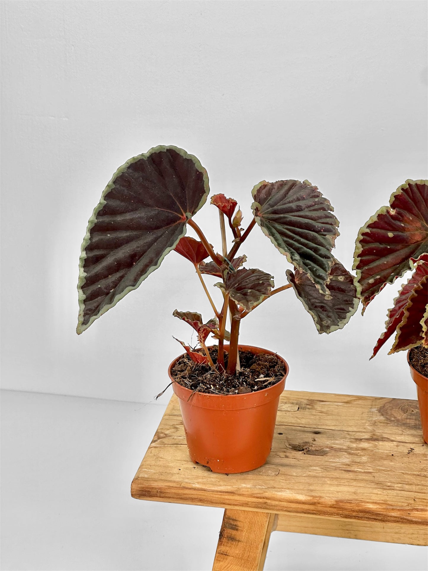 Begonia Darthvaderiana Green Spot