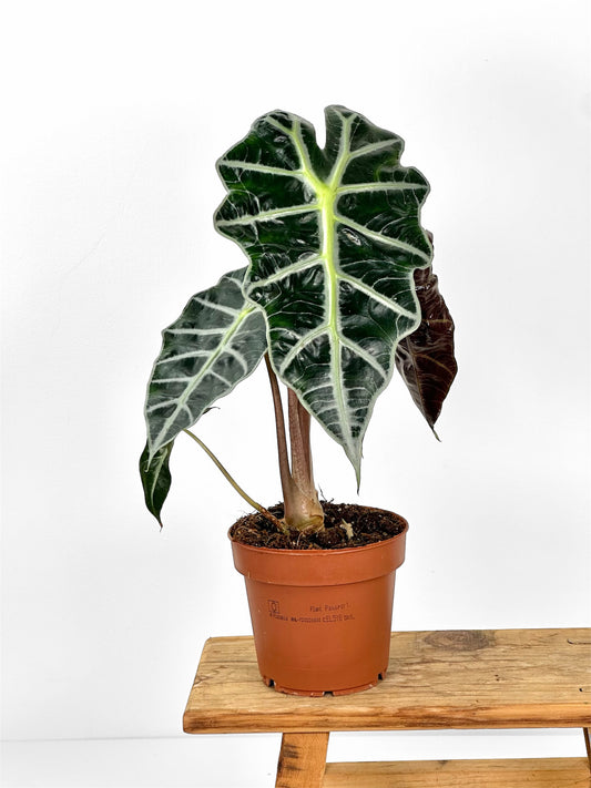 Alocasia Polly
