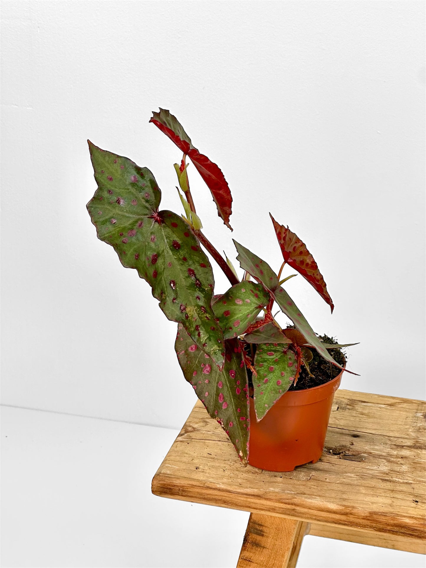 Bégonias rares — diverses variétés au choix