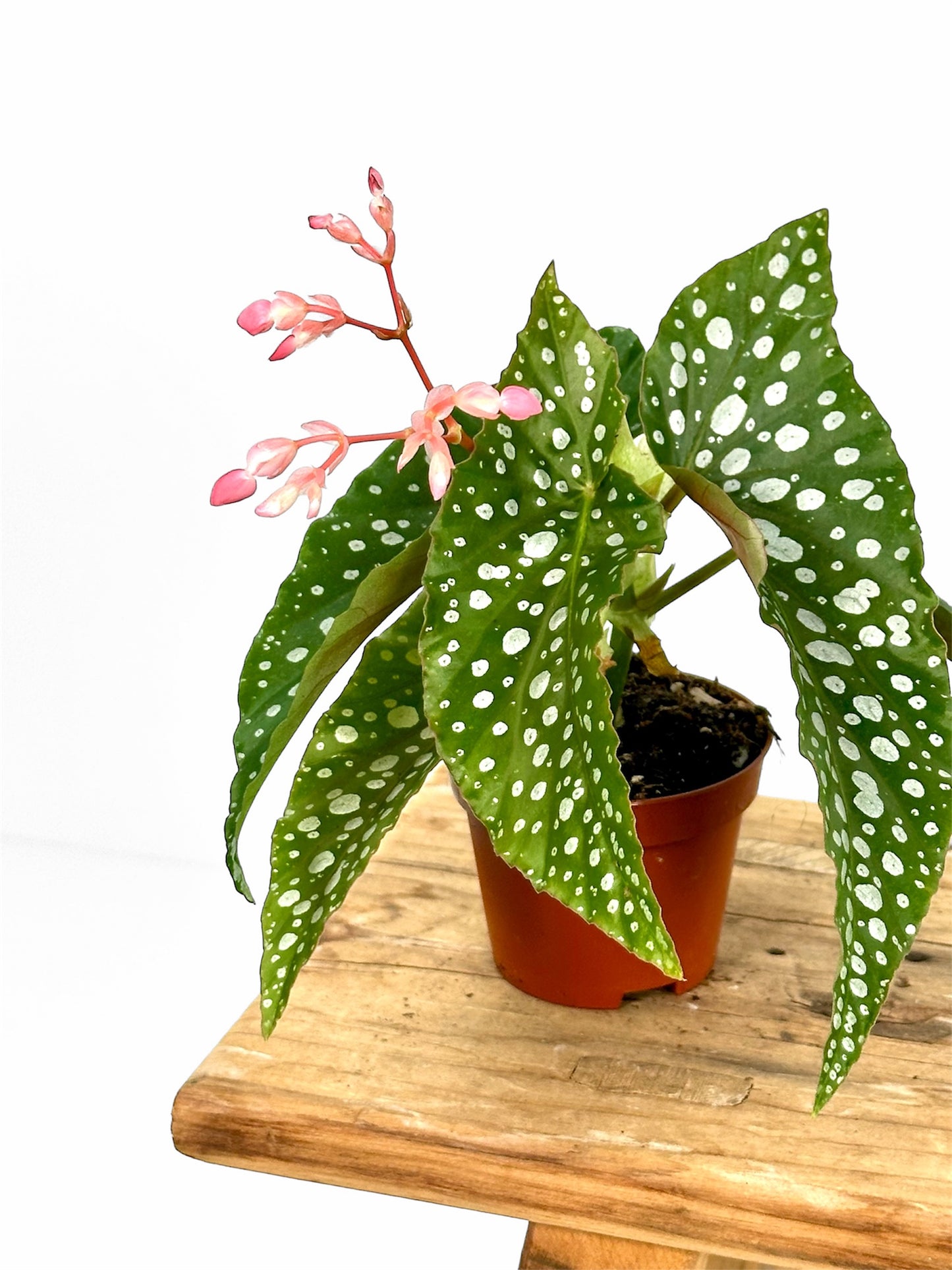 Begonia Maculata - Baby plant