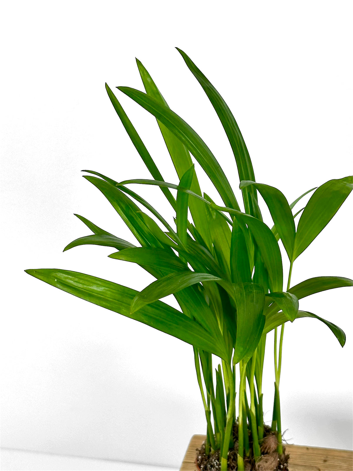 Areca lutescens mini