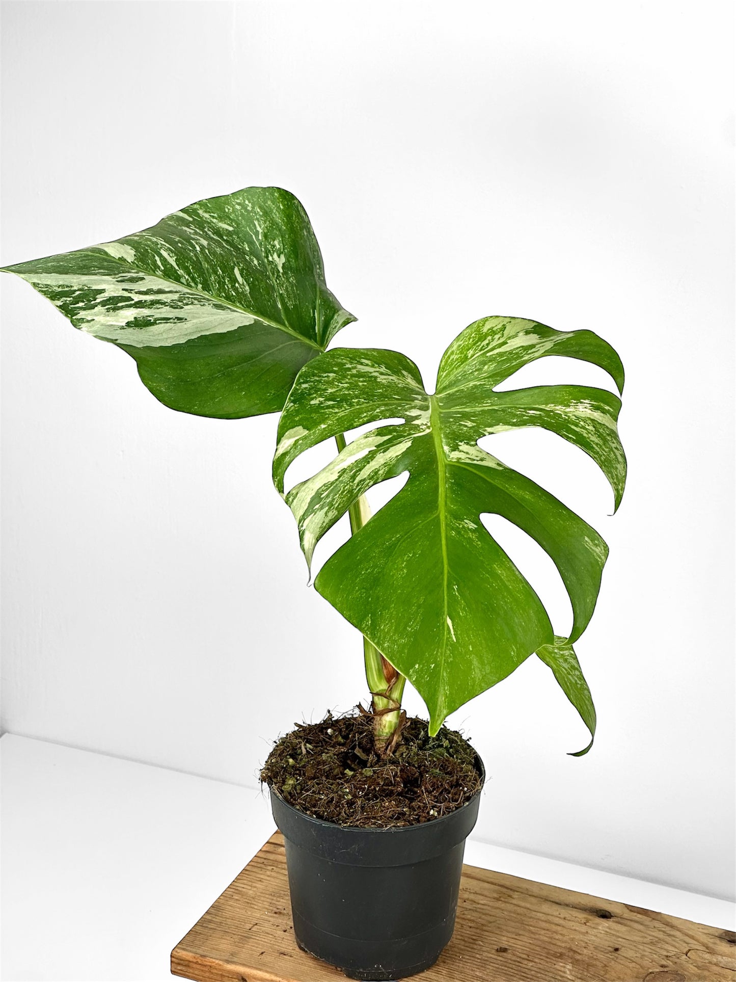 Monstera variegata - M