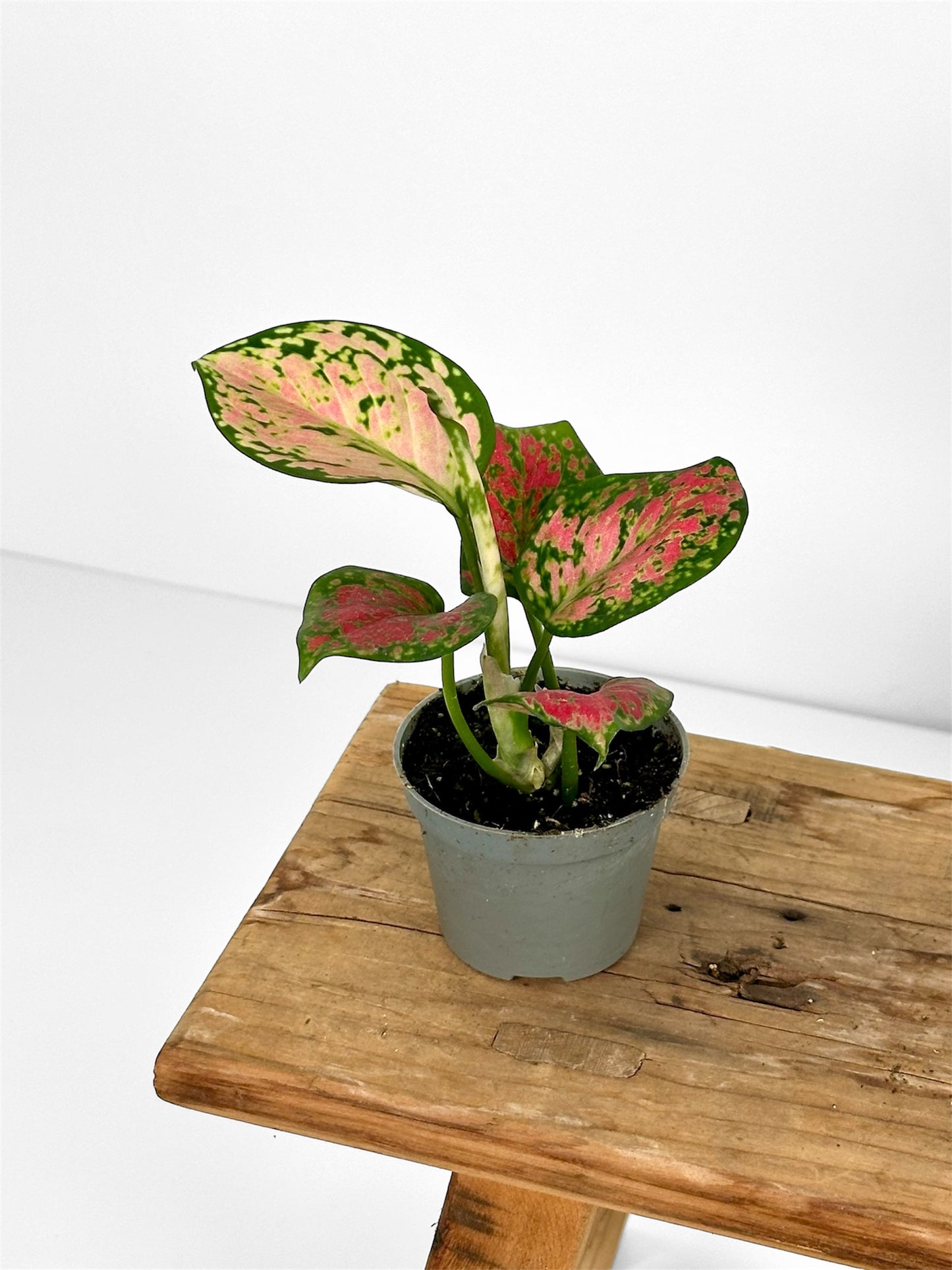 Aglaonema Beauty - Baby plant