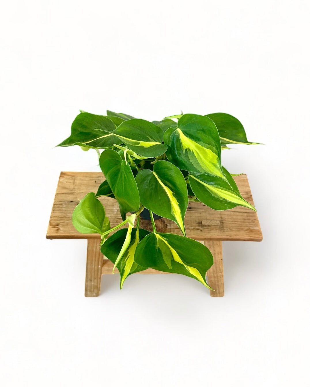 Philodendron Brasil