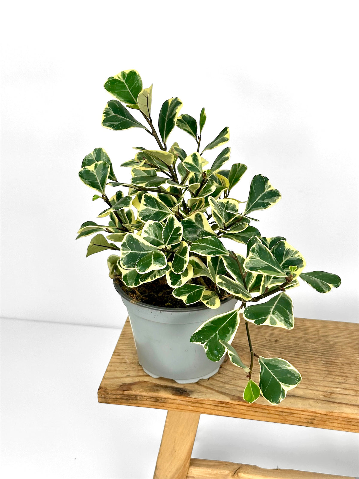 Ficus Triangularis variegata