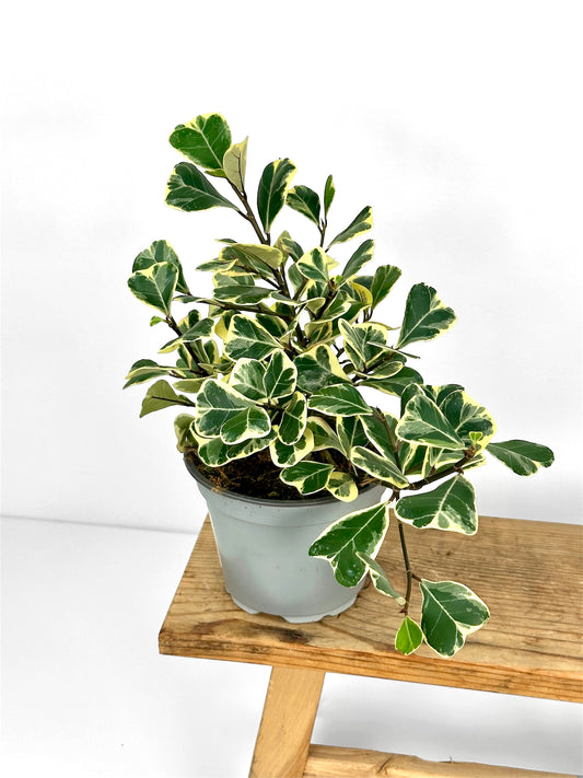 Ficus Triangularis variegata