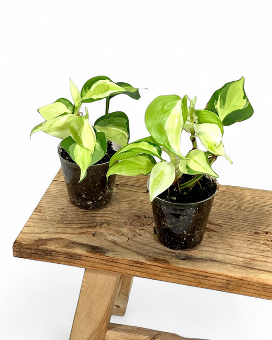 Philodendron Cream Splash - Baby plant