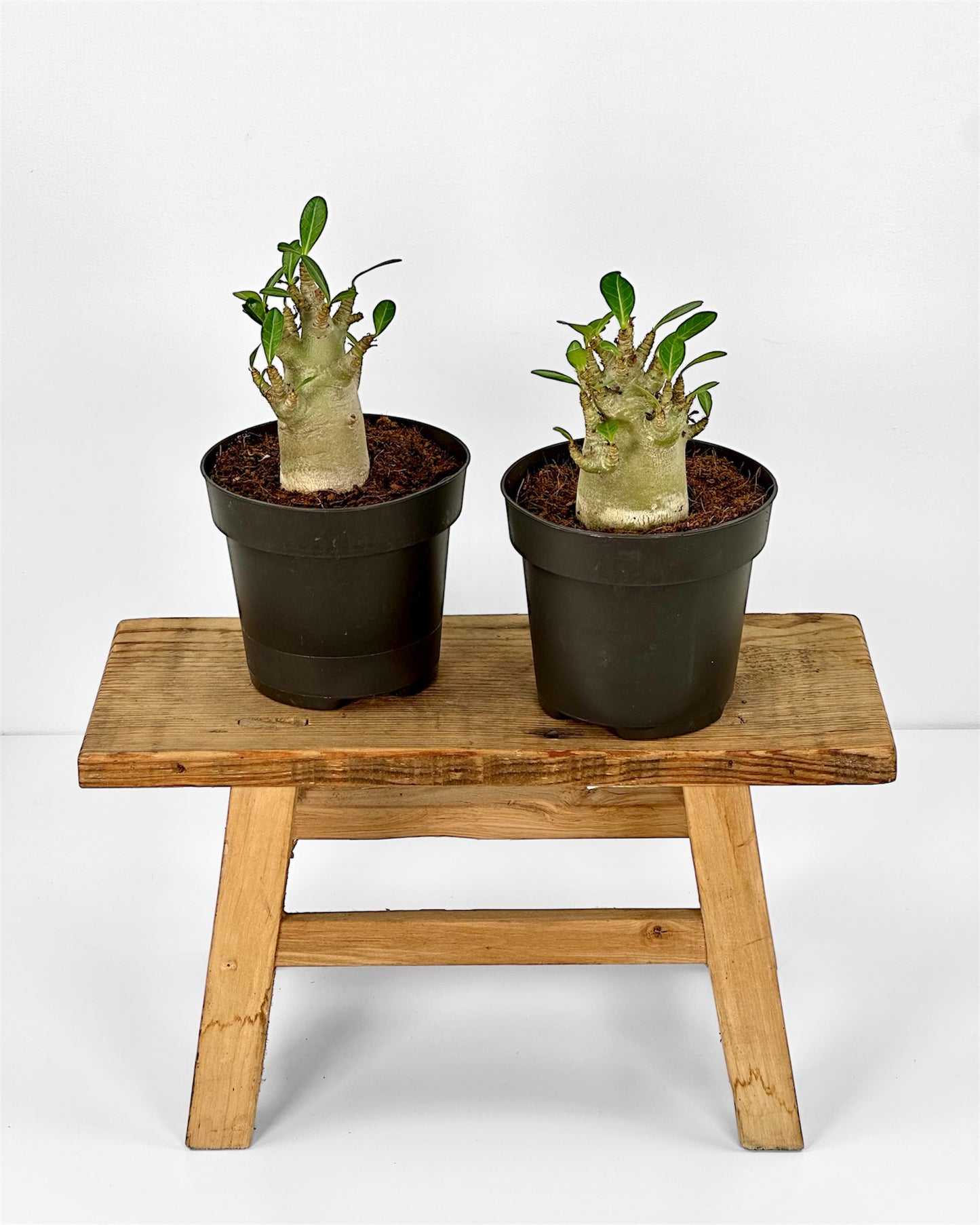 Adenium Obesum Baobab - Rose du désert