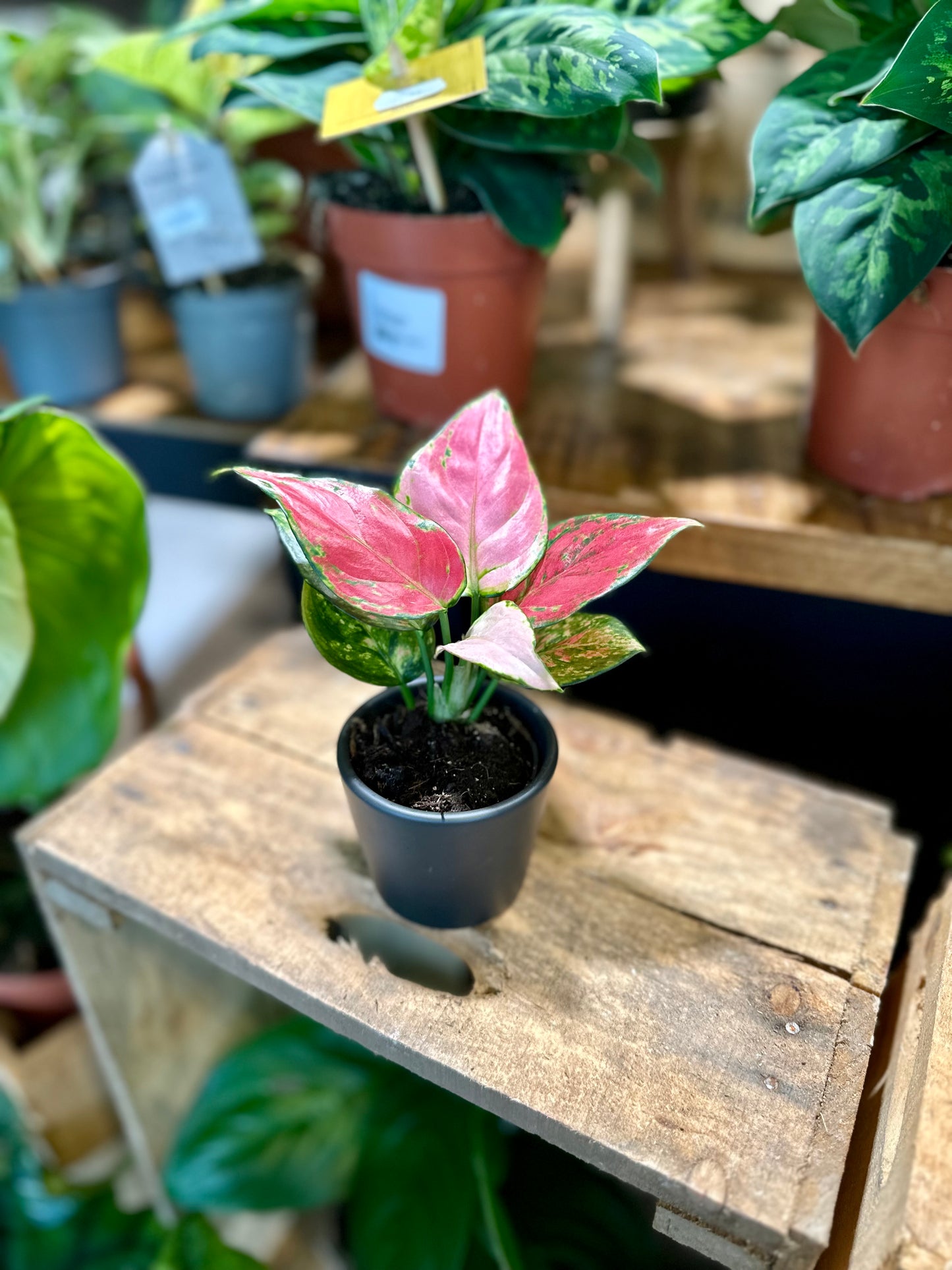 Aglaonema Pinky Promise - Baby plant