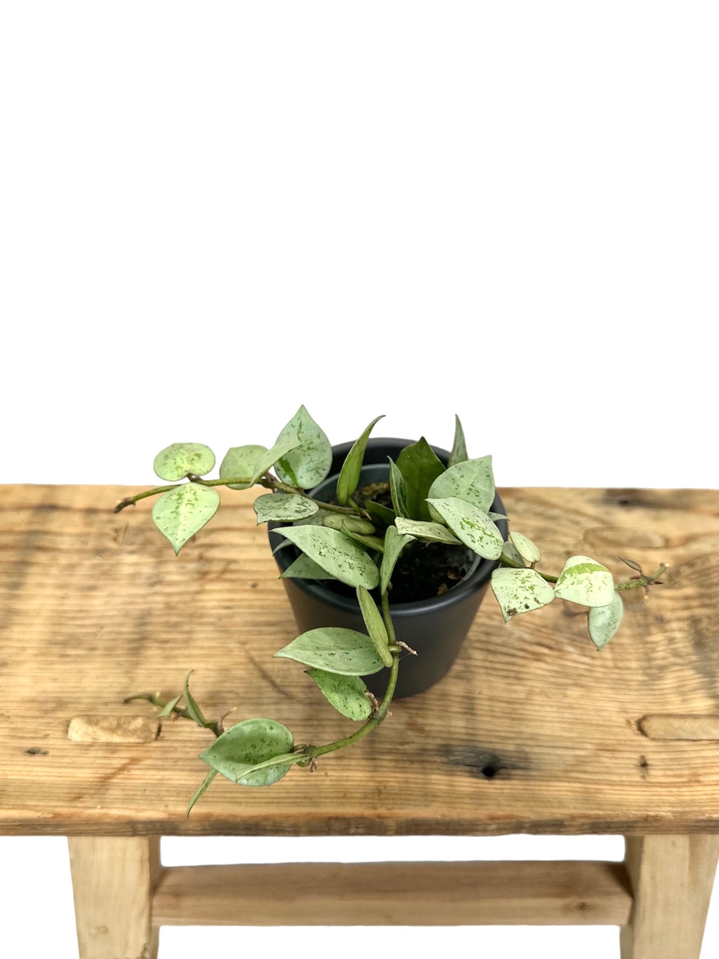 Hoya Krohiana Eskimo - Baby plant