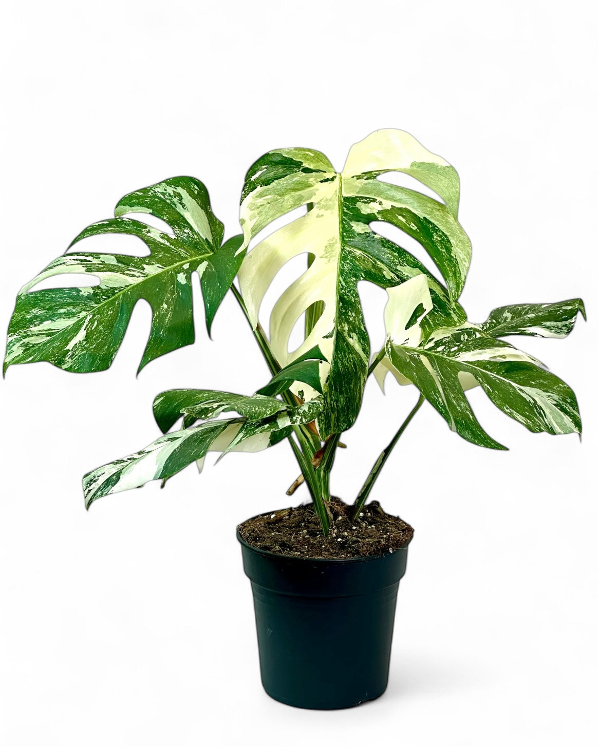 Monstera Deliciosa variegata