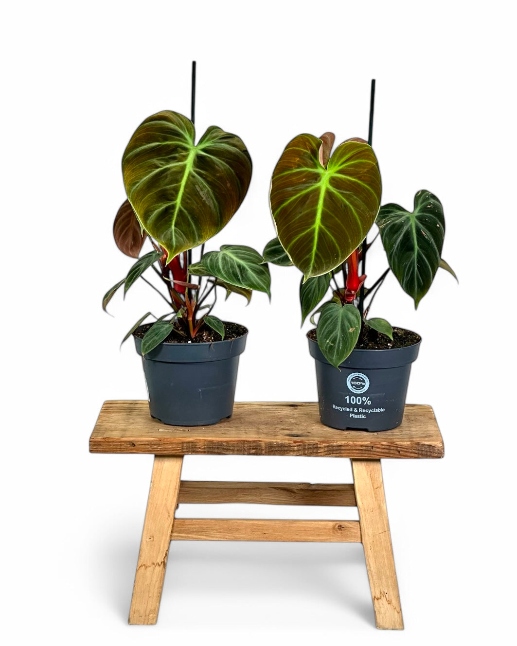 Philodendron El Choco Red