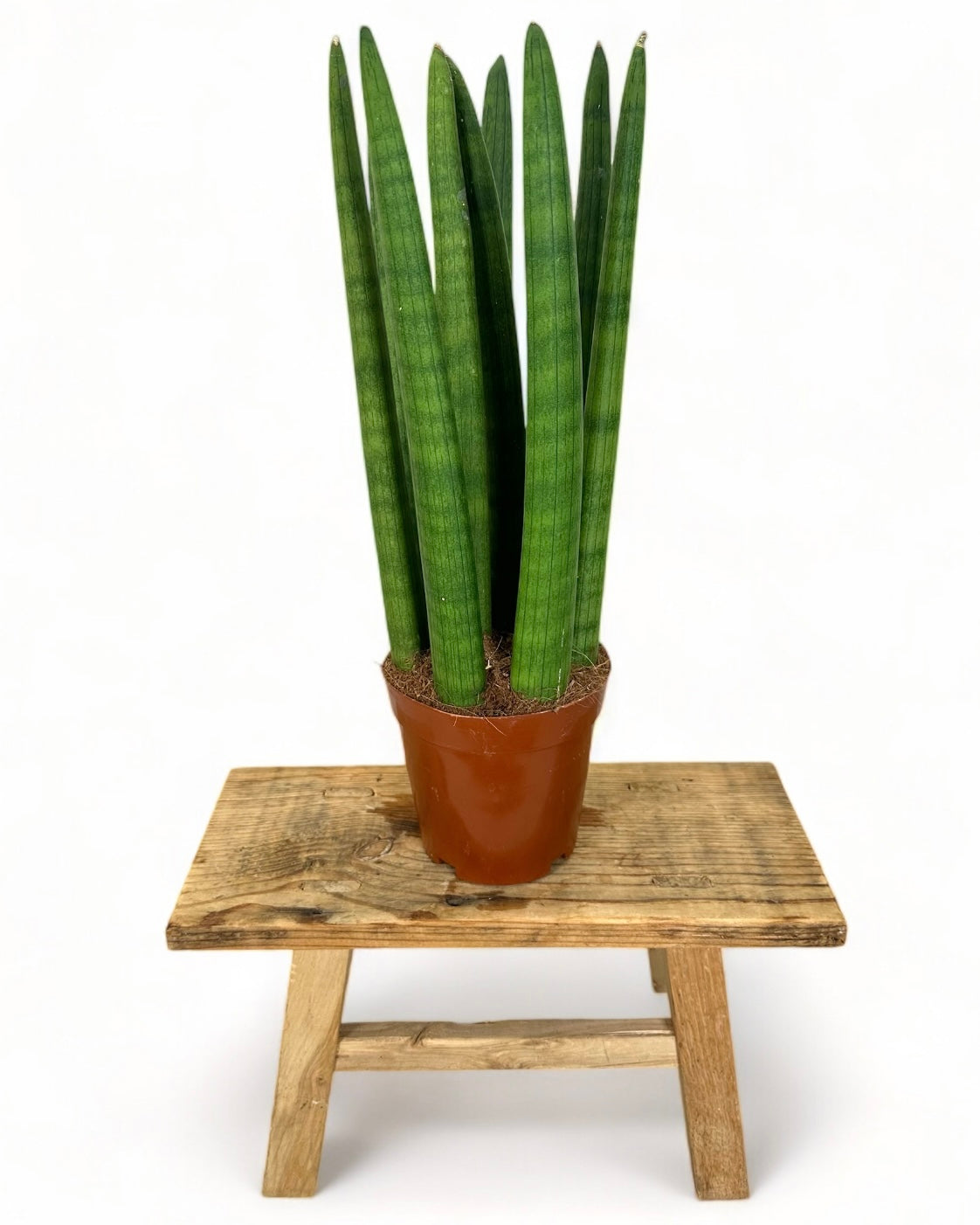 Sansevieria Cylindrica Straight