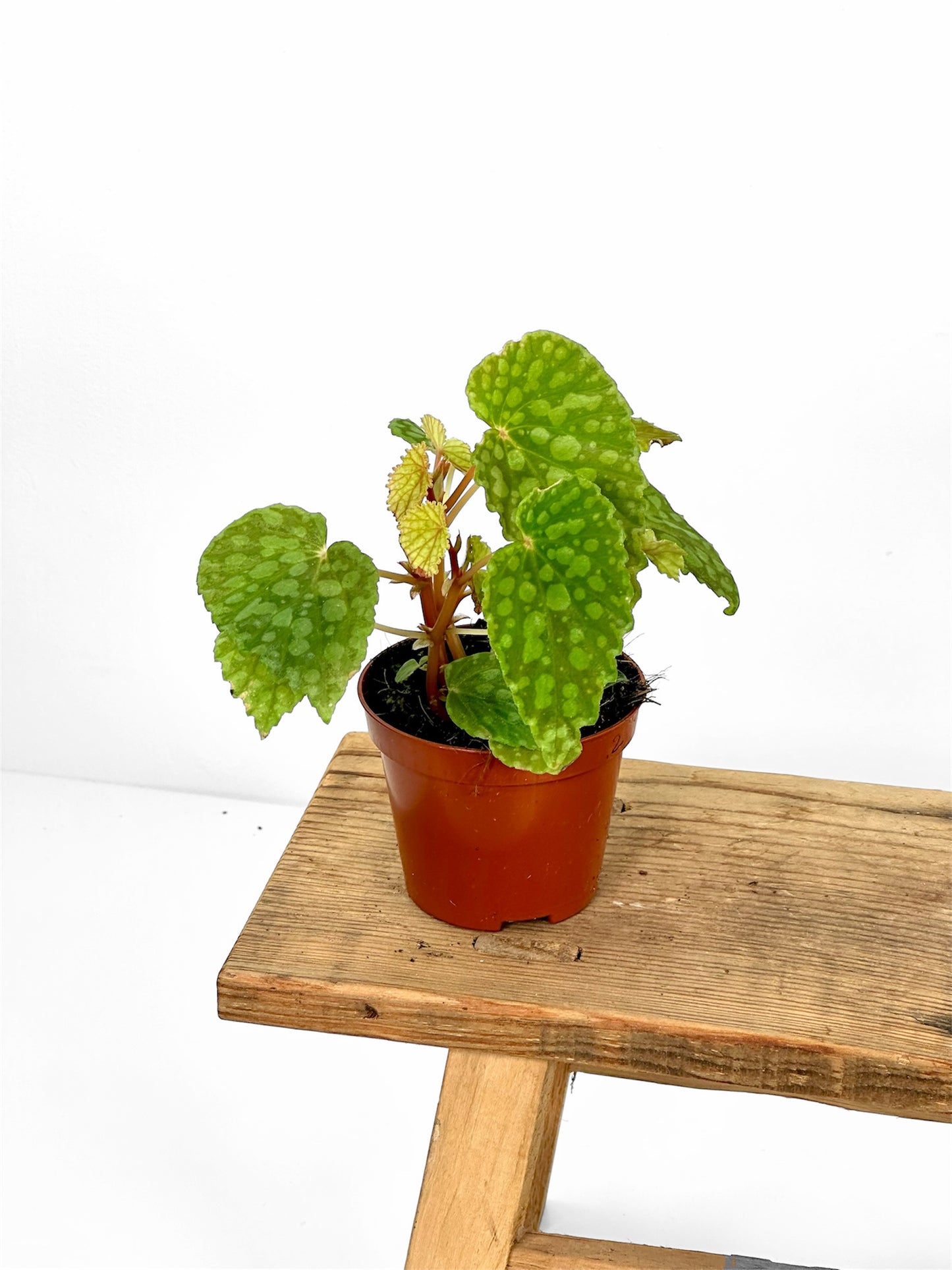 Bégonias rares — diverses variétés au choix
