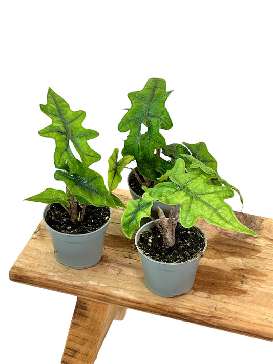 Alocasia Jacklyn - Baby plant