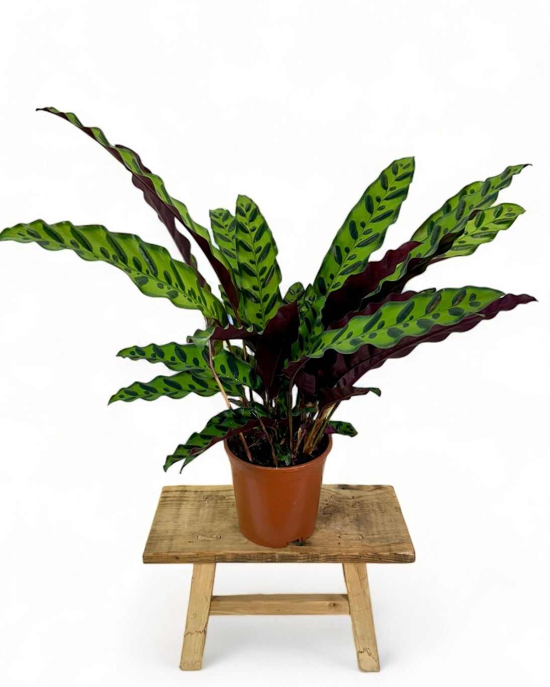 Calathea Lancifolia