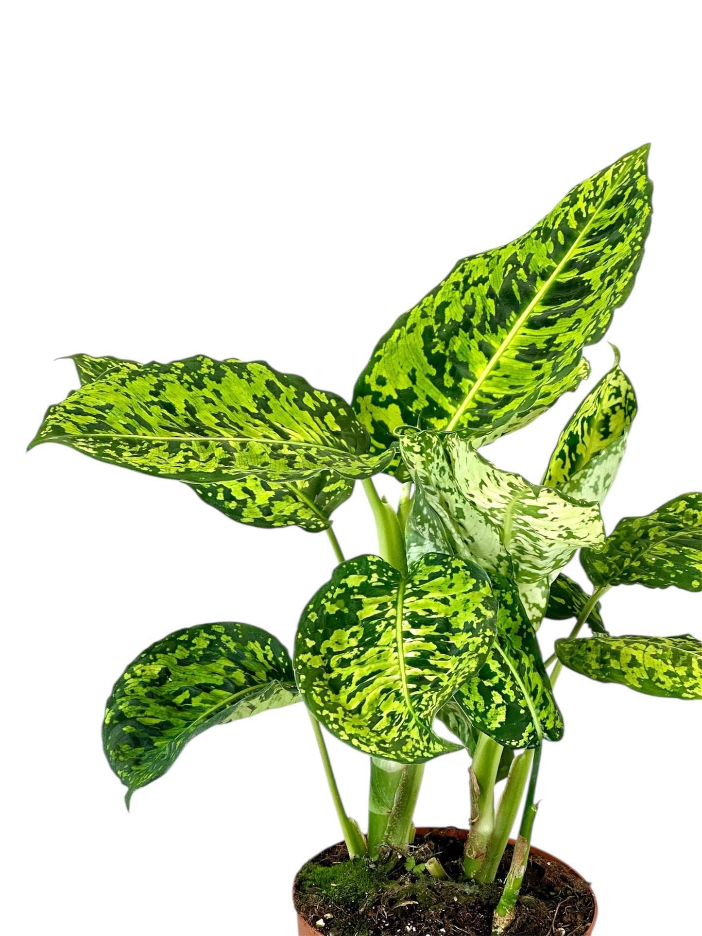 Dieffenbachia Reflector - Taille L